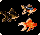 Goldfish Evolution
